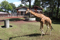 茶臼山動物園で過ごす草食動物のキリン＝17日、長野市