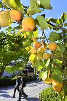 正智坊の門前で色づき始めた柿