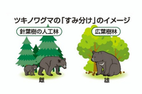 ツキノワグマの「すみ分け」のイメージ