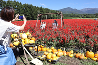 ヤッツガーデン内の観賞用カボチャを使ったフォトスポットで、写真を撮る家族連れ