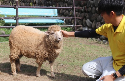 須坂市動物園、新入りヒツジの愛称決まる 誕生日の3月9日ちなみ｜信濃