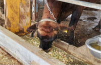開発中の飼料を食べる牛（大沢屋提供）