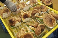 飯伊森林組合北部支所に並んだマツタケ。県内外から訪れた客が次々に購入していた＝28日午前9時42分、豊丘村