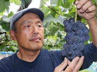 金賞に輝いた種あり巨峰を手にする菰田さん