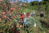 飯綱町・長野市境のリンゴ畑で、葉摘みをする援農スクールの参加者＝7日