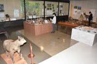 自然分野に力を入れリニューアルした常設展