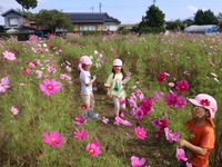 一面にコスモスが咲く畑で摘み取りを楽しむ園児たち