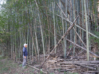 「いいじま竹守衆」が整備に着手する飯島町田切の竹林。倒れた竹が手付かずになっている
