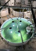 　「ピュアサーモンジャパン」三重工場の水槽で成育されるアトランティックサーモンの稚魚＝2026年9月、津市（同社提供）
