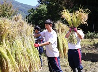 刈った稲を乾燥させるため、はざ掛けをする高遠高校の生徒