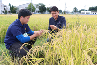 もちづき有機ペレットを使って栽培した新米を確認する荻原さん（右）ら＝佐久市志賀