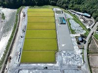 小和田地区基盤整備事業で、コシヒカリが作付けされた農地部分。左側を流れるのは天竜川（8月撮影、中川村提供）