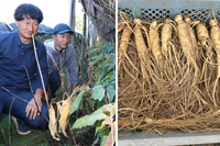 薬用ニンジンの生育状況を確認する（左から）金峻基さんと川部翔太さん＝東御市