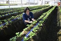 　いちご研究所のビニールハウスで苗を見る大森雅子さん＝2026年9月、栃木県栃木市