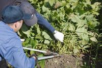 　兵庫県警と同県丹波篠山市の農家が企画した「丹波黒」の枝豆の収穫体験＝18日午前、丹波篠山市