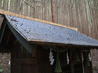 銅板が剝ぎ取られ、屋根の下地や部材がむき出しになった平沢山神社の社殿＝19日午後4時7分、飯島町飯島