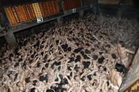 　今年の「西大寺会陽」で宝木を奪い合う男たち＝2月、岡山市
