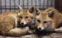 　幼い頃のホンドギツネ「はっさく」（右）と「れもん」（盛岡市動物公園ZOOMO提供）